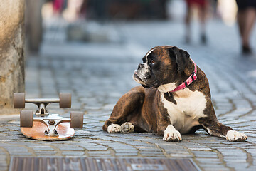 Image showing Beautiful german boxer dog wearing red collar, lying outdoors on the street guarding his owner\'s skateboard