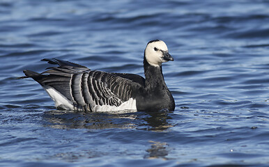 Image showing Barnacle goose