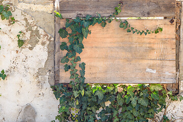 Image showing A boarded up window with old plywood overgrown with ivy and a fragment of the wall