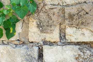 Image showing Old textured brick wall and ivy branch