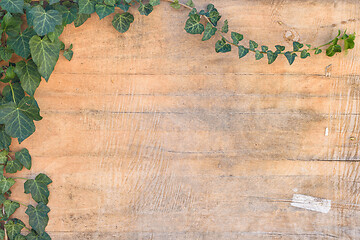 Image showing Background - ivy leaves and branches on old plywood