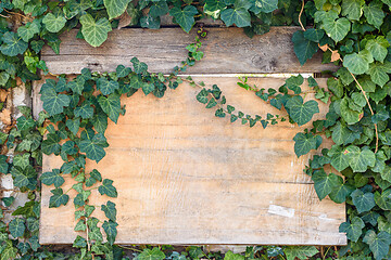 Image showing Beautiful wooden old board in ivy thickets