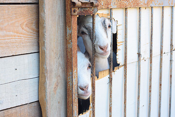 Image showing Two young goats peeking out of a hole in the pen