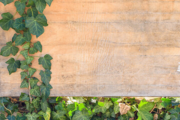 Image showing Background with empty space for pasting - ivy leaves and branches on old plywood