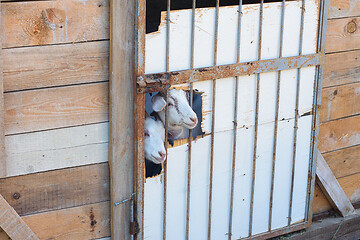 Image showing Homemade shed for keeping goats, two muzzles sticking out of a hole in the door