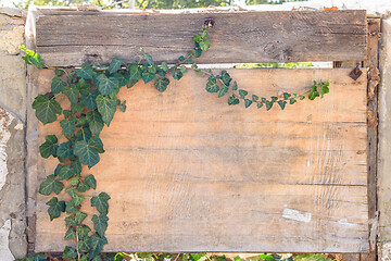 Image showing A boarded up window with old plywood, an ivy branch grows on the plywood