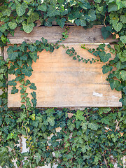 Image showing Boarded up window with old plywood overgrown with ivy