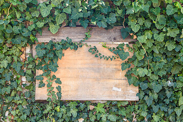 Image showing Wooden old board in a ivy thickets