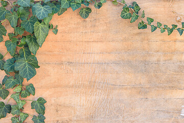Image showing Ivy leaves and branches on old plywood