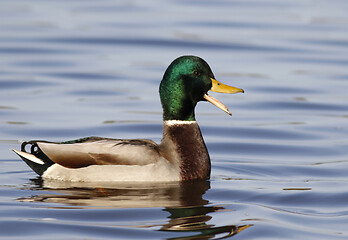 Image showing Mallard