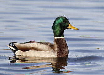 Image showing Mallard