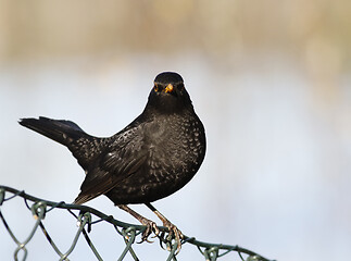 Image showing Common blackbird