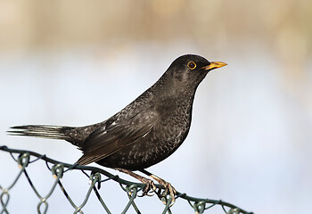 Image showing Common blackbird