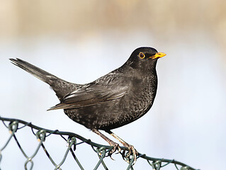 Image showing Common blackbird