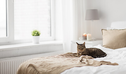 Image showing cat lying on bed with blanket at home in winter