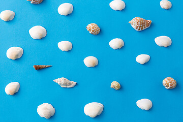 Image showing different sea shells on blue background