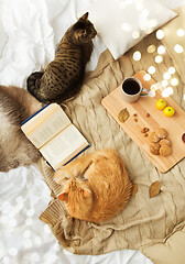 Image showing two cats lying on blanket at home in autumn