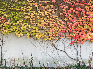 Image showing Gray wall covered with Autumn multicolored leaves background