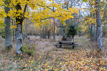 Image showing Picnic place in a forest glade in fall season