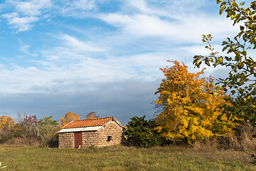 Image showing Golden tree by an old shed in fall season