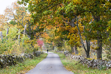 Image showing Country road in fall colors