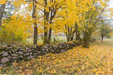 Image showing Beautiful fall colors by an old dry stone wall