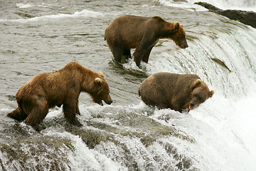 Image showing Bears