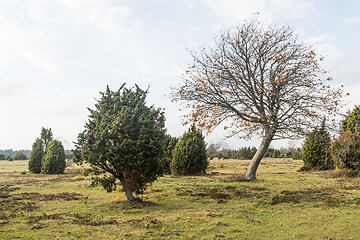 Image showing Bare tree in a landscape with junipers