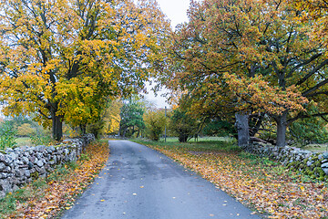 Image showing Beautiful fall colors by a country road