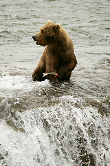 Image showing Bears