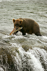 Image showing Bears