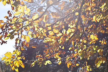 Image showing Yellow beautiful golden leaves in fall with sunlight.