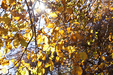 Image showing Yellow beautiful golden leaves in fall with sunlight.