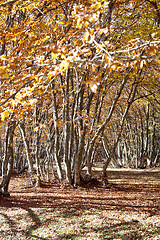 Image showing Bright golden autumn nature landscape.