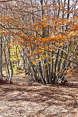 Image showing Bright golden autumn nature landscape.