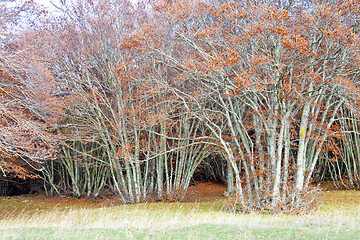 Image showing Bright golden autumn nature landscape.