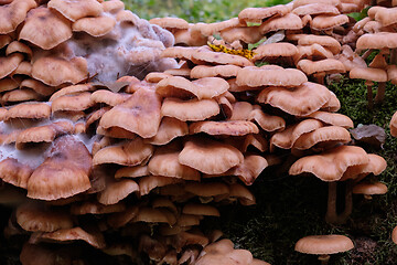 Image showing Bunch of autumnal Honey Fungus(Armillaria Mellea)