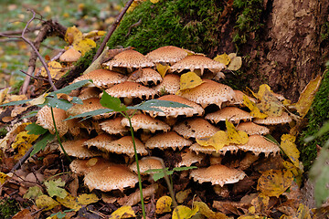 Image showing Inedible mushrooms against moss covered trunk