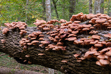 Image showing Bunch of autumnal Honey Fungus(Armillaria Mellea)