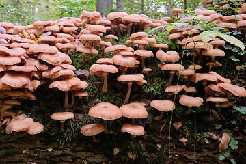 Image showing Bunch of autumnal Honey Fungus(Armillaria Mellea)