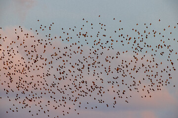 Image showing Flock of birds in evening