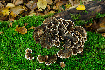 Image showing Turkey Tail (Trametes versicolor) from above