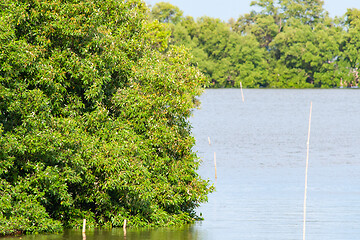 Image showing Mangrove forest in Thailand