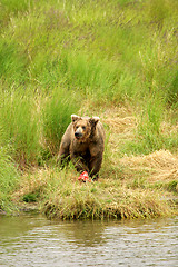 Image showing Bears