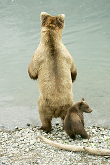 Image showing Bears