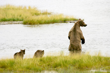 Image showing Bears