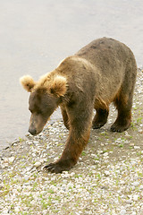 Image showing Bear