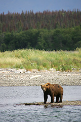 Image showing Bear