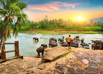 Image showing Elephants for a walk