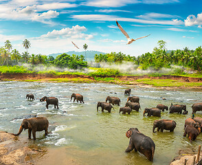 Image showing Elephants and jungle